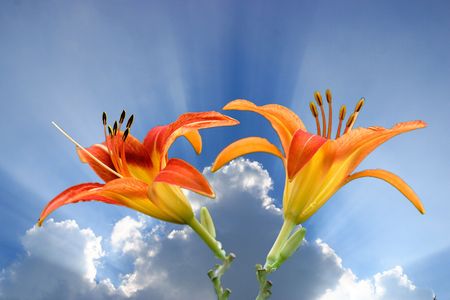  Plant, flower  の写真素材