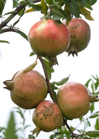  Food, pomegranate, の写真素材