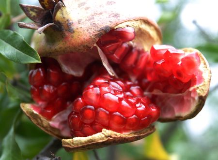  Food, pomegranate, の写真素材
