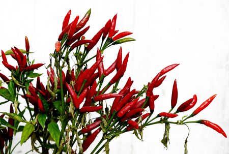 Plant, hot pepper,の写真素材