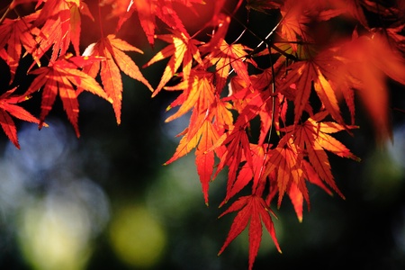  Plant, leaf, 