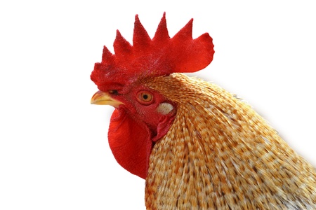  Animal, domesticated fowl, chicken  の写真素材