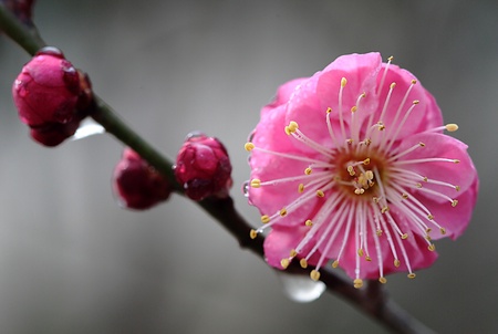  Is in full bloom plum blossom  の写真素材