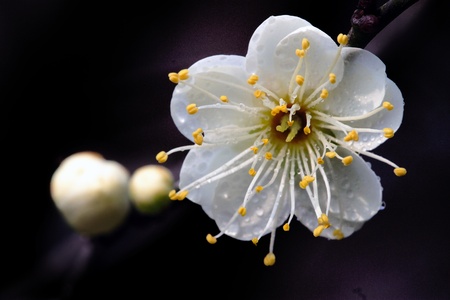  Is in full bloom plum blossom  の写真素材