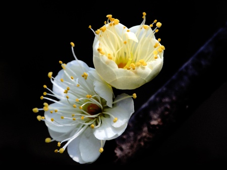  Is in full bloom plum blossom  の写真素材