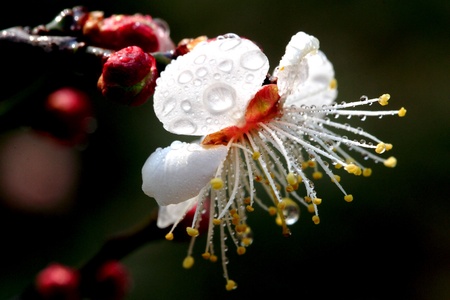  Is in full bloom plum blossom  の写真素材