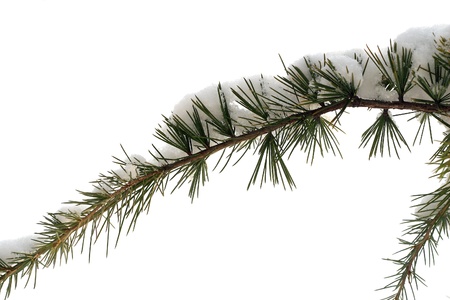  The plant, the pine tree, pine,の写真素材