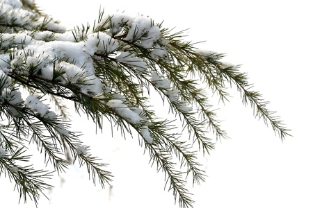  The plant, the pine tree, pine,の写真素材