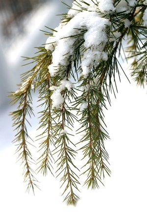  The plant, the pine tree, pine,の写真素材