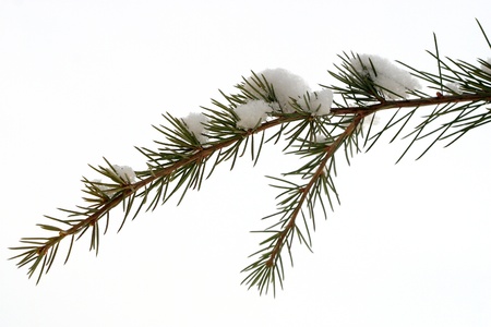  The plant, the pine tree, pine,の写真素材