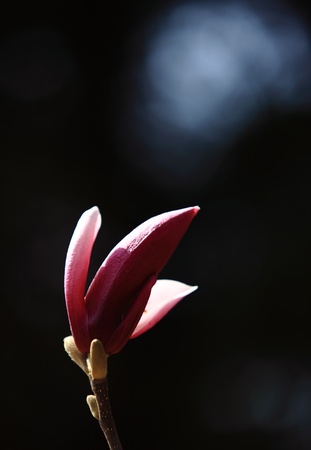 Plants, magnolia flower,の写真素材