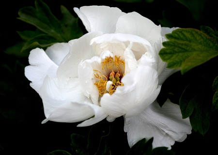 Plant, peony, の写真素材