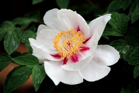Plant, peony, の写真素材