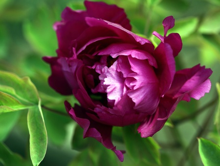 China's national flower peony, it is symbolizing, status, riches and honor, lofty, authority の写真素材