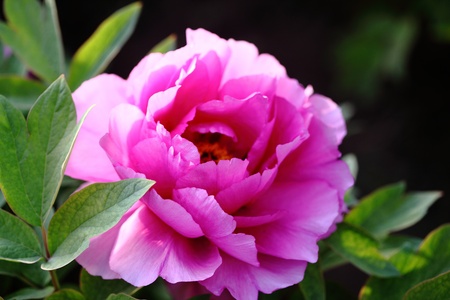 China's national flower peony, it is symbolizing, status, riches and honor, lofty, authority の写真素材