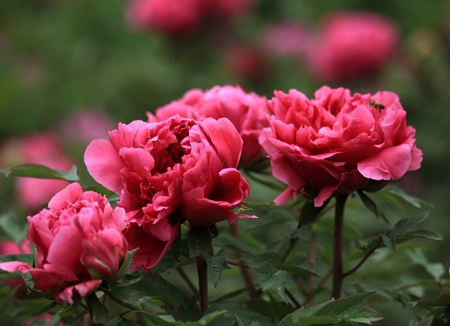 China's national flower peony, it is symbolizing, status, riches and honor, lofty, authority 