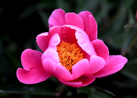 The plant, the flowers and plants,の写真素材