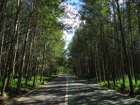 This is an avenue in the grassland, peaceful and calmの写真素材