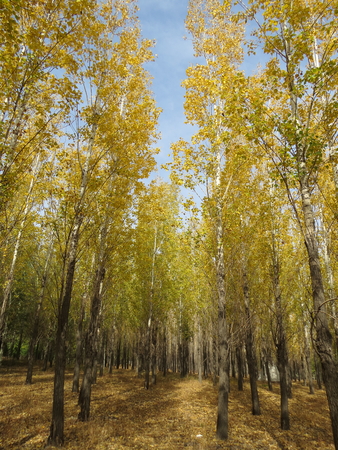poplar forest during autumnの写真素材
