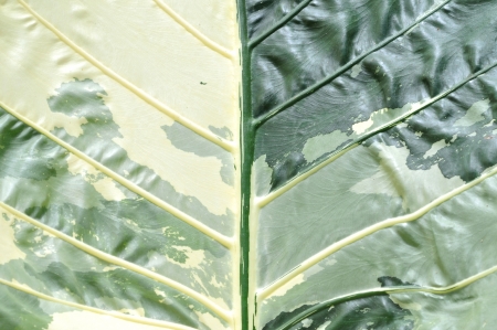 khaki Leaf Backgroundの写真素材