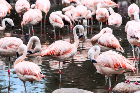 Flamingos have arrived, San Climente, Argentinaの写真素材