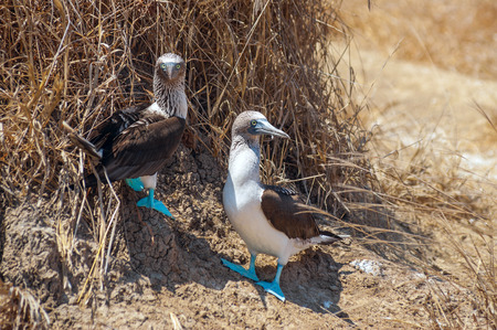 Family portrait of Blue-footed boobies, Sula nebouxii excisaの写真素材