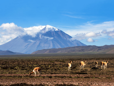 Vicugna is a wild South American camelid, which live in the high alpine areas of the Andes  It is a relative of the llama  Stratovolcano El Misti, Arequipa, Peruの写真素材