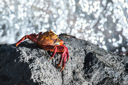 Sally Lightfoot Crab ore Red cliff crab from Galapagos Islands, Ecuadorの写真素材