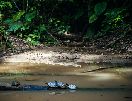 Wild caiman and turtles in Ecuadorian Amazonia, Misahualliの写真素材
