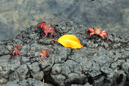 Sally Lightfoot Crab ore Red cliff crab from Galapagos Islands, Ecuadorの写真素材