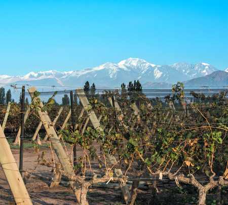 Volcano Aconcagua Cordillera and Vineyard. Andes mountain range, in the Argentine province of Mendozaの写真素材