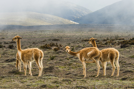 Vicugna is wild South American camelid. Cordillera Occidental, Andes, central Ecuador, near the inactive stratovolcano Chimborazoの写真素材