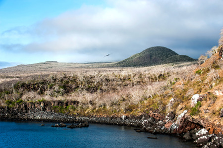 Dry forests on the island San Cristobal, Galapagosの写真素材