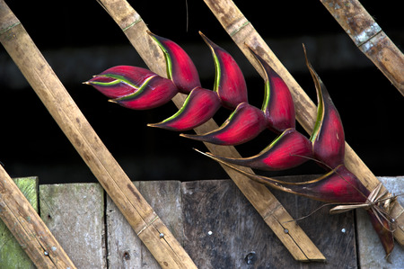 Heliconia flower decorated bamboo hut, Amazonia, Ecuadorの写真素材