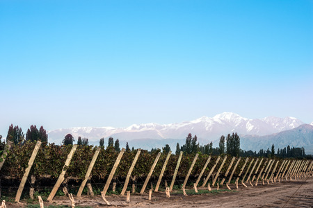 Early morning in the vineyards. Volcano Aconcagua Cordillera. Andes mountain range, in Maipu, Argentine province of Mendozaの写真素材