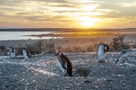 Magellanic Penguins, very early golden morning at Natural protected area Punta Tombo, Chubut, Patagonia, Argentinaの写真素材