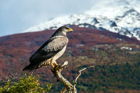 The Torres del Paine National Park in the south of Chile is one of the most beautiful mountain ranges in the worldの写真素材