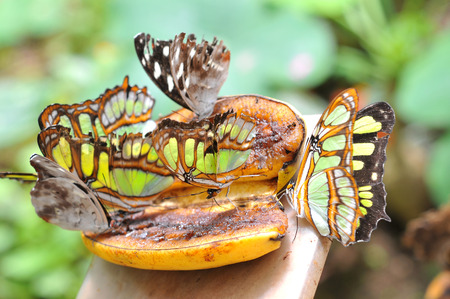 Butterflies on the banana, Ecuadorの写真素材