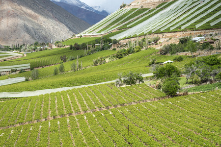 Vineyards of the Elqui Valley, Andes part of Atacama Desert in the Coquimbo region, Chileの写真素材