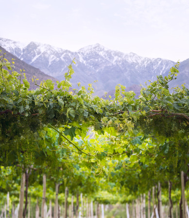 Spring Vineyard when Grapevine flower are transforming into a grape berry. Elqui Valley, Andes part of Atacama Desert in the Coquimbo region, Chileの写真素材