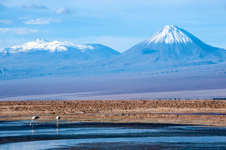 Pink flamingos in wild nature front of Volcanoes Licancabur of Cordillera de la Sal, west of San Pedro de Atacama, Atacama desert of Chileの写真素材