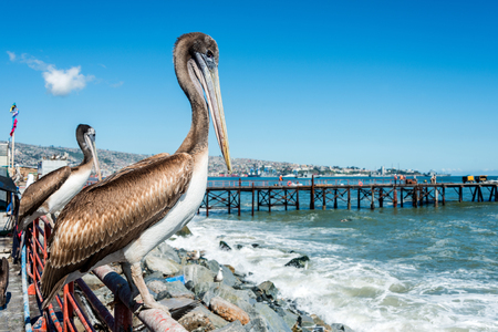 Pelican at the fish market of Valparaiso, Chileの写真素材