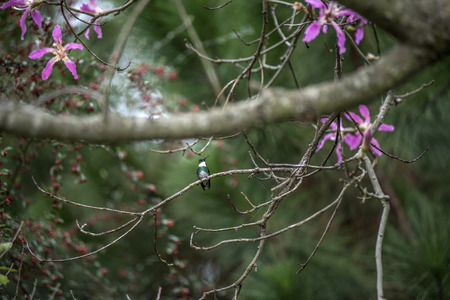 Small hummingbird near flowers of Silk Floss Tree ( Chorisia speciosa )の写真素材
