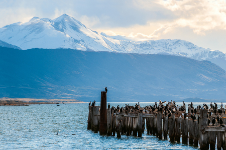King Cormorant colony, Old Dock, Puerto Natales, Chileの写真素材