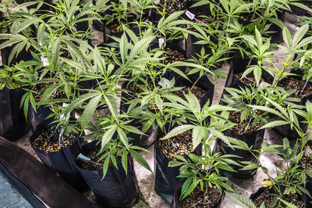 Marijuana is grown under fluorescent lamps for medical purposesの写真素材