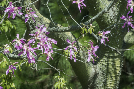Silk Floss Tree ( Chorisia speciosa ) species of deciduous tree native to the tropical and subtropical forests of South America -  Argentina, Bolivia, Paraguay, Uruguay, Brazil. Local name is palo borracho (in Spanish literally "drunken stick")の写真素材