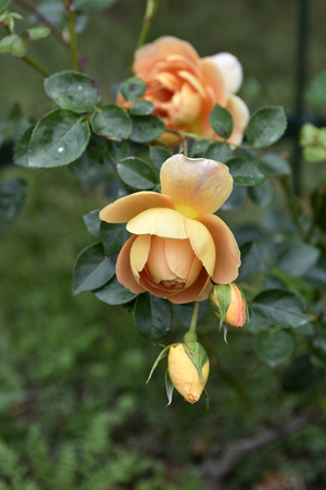 English Rose Pat Austin in the gardenの写真素材