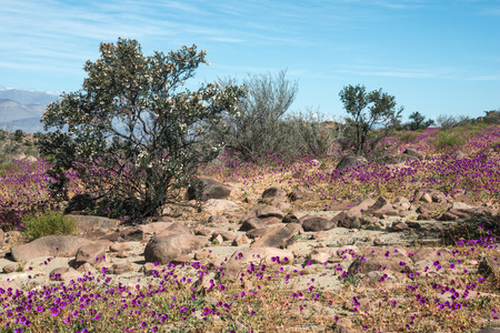 Flowering desert (Spanish: desierto florido) in the Chilean Atacama. The event is related to the El Nino phenomenonの写真素材
