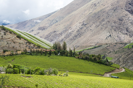 Spring Vineyard. Elqui Valley, Andes part of Atacama Desert in the Coquimbo region, Chileの写真素材