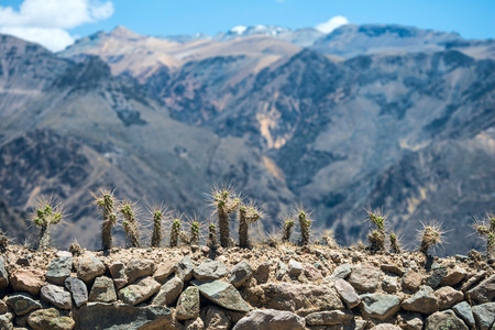 Cactuses with long thorns on the fence and mountains on the background with shallow depth of field in Colca canyon, Peruの写真素材